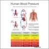 The Blood Pressure Exercises